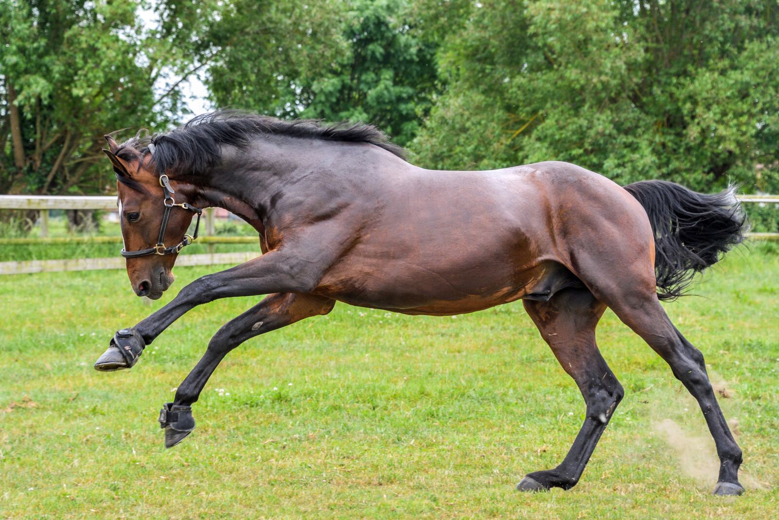 Nikon D500 sample photo. Horse, run, play photography