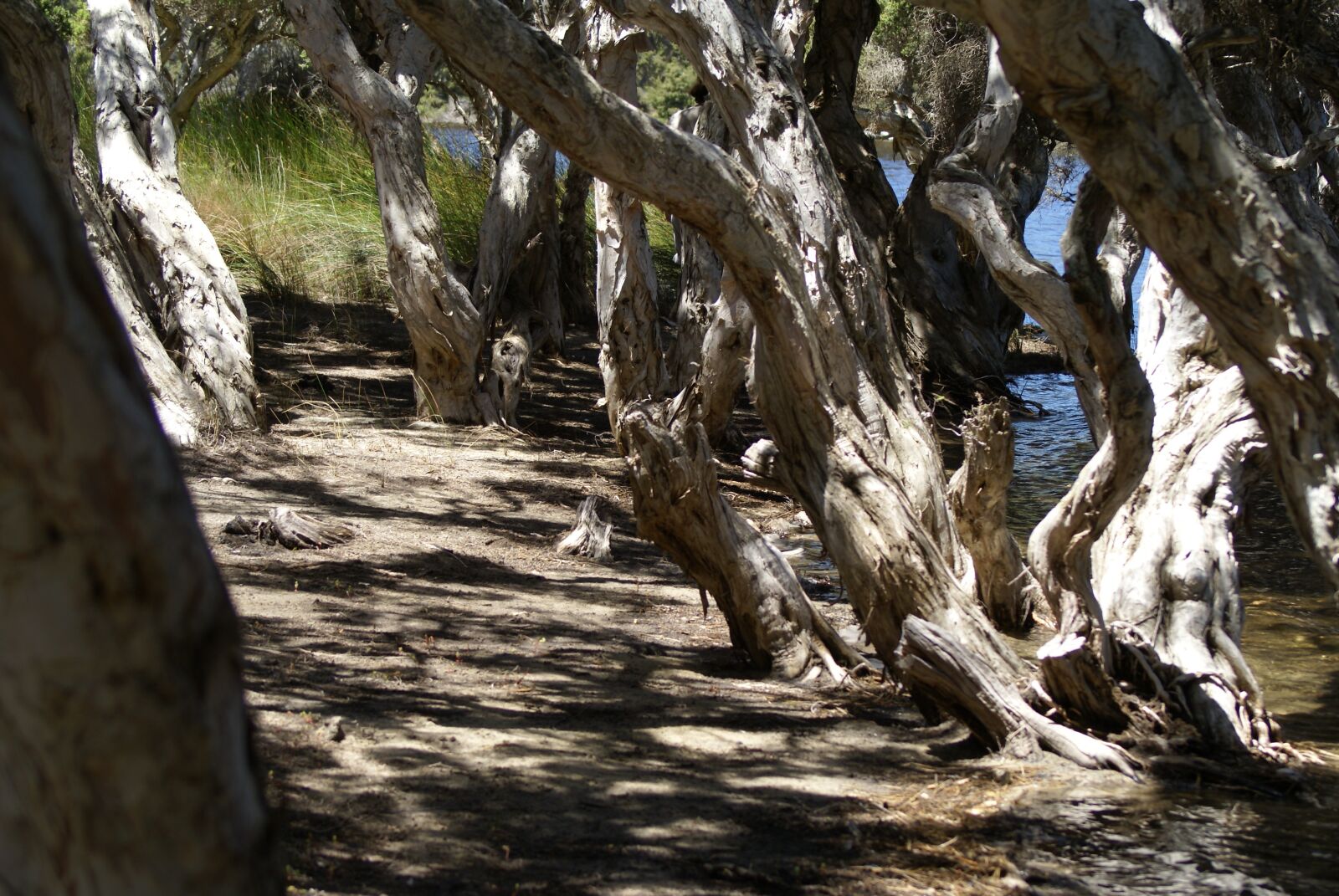 Sony Alpha DSLR-A100 sample photo. Mangrove, beach, nature photography