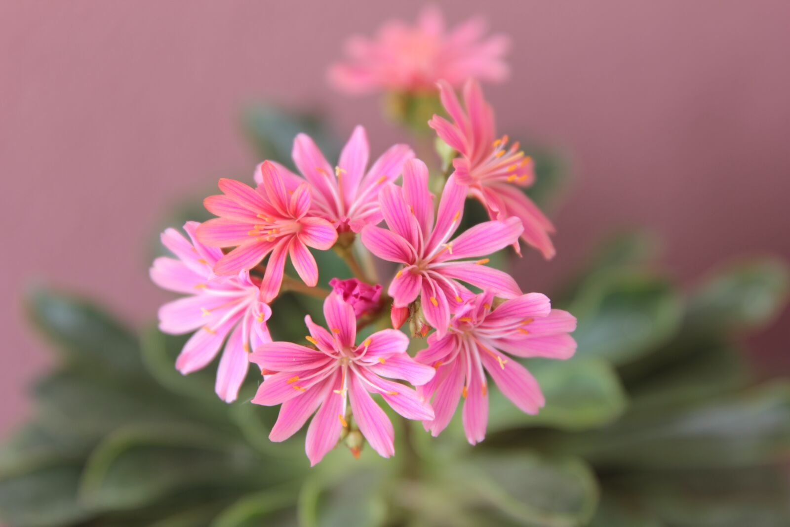 Canon EOS 550D (EOS Rebel T2i / EOS Kiss X4) sample photo. Lewisia, flower, plant photography
