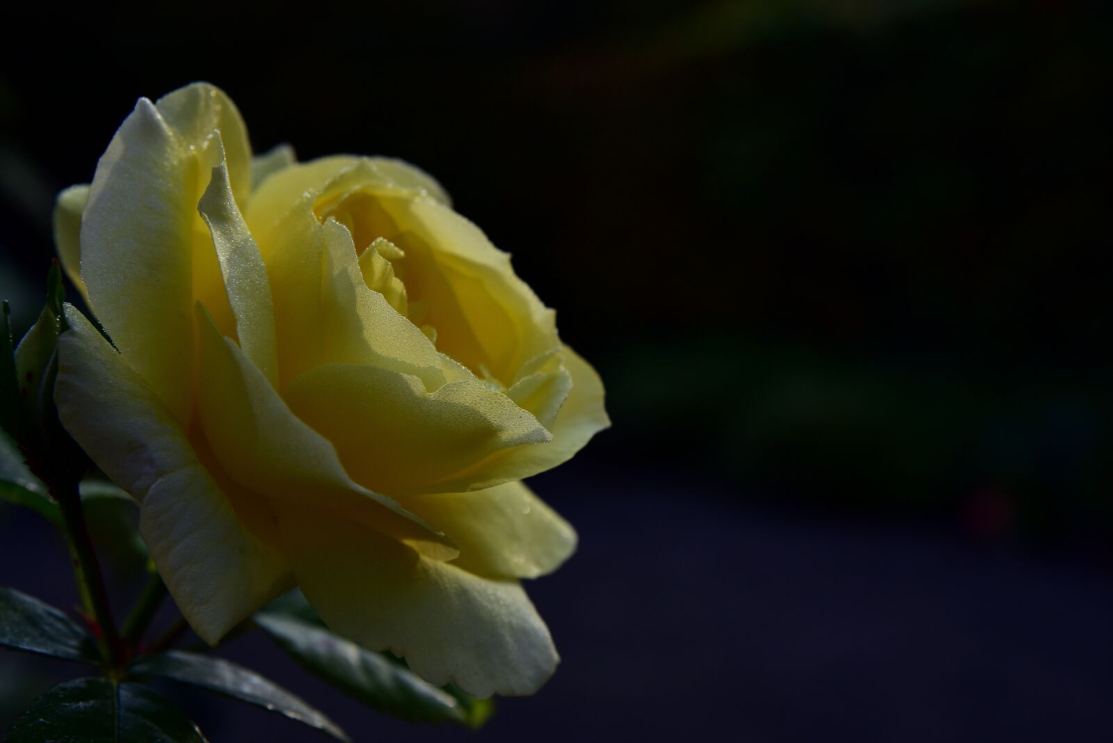 Nikon D750 sample photo. Rose, yellow, blossom photography