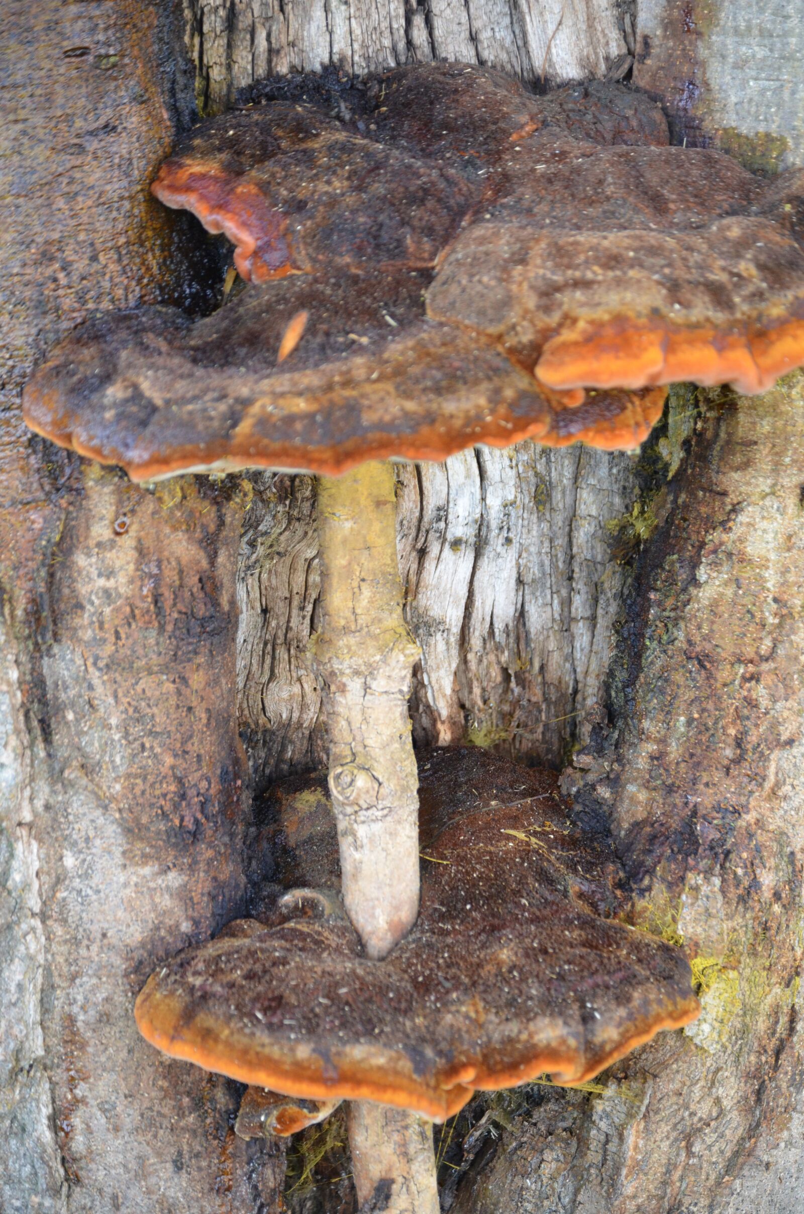 Nikon D5100 sample photo. Mushroom, fungus, woodland photography