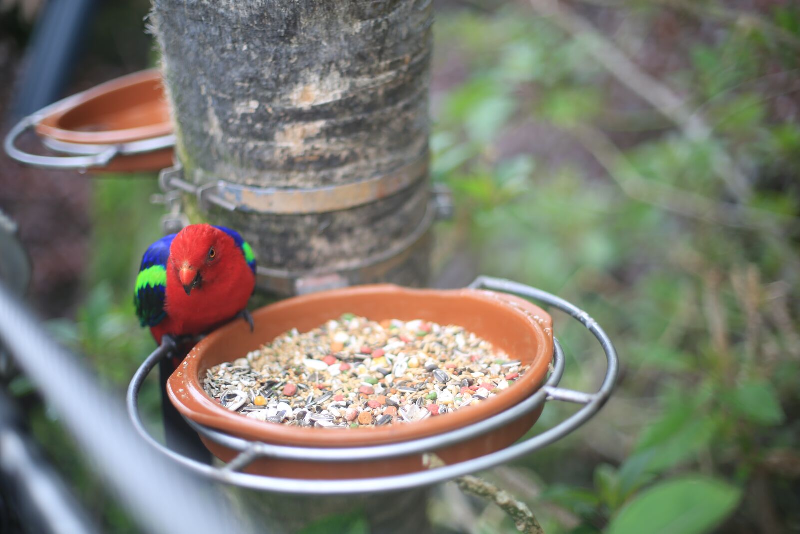 Canon EOS 5D Mark III sample photo. Parrot, bird, red bird photography