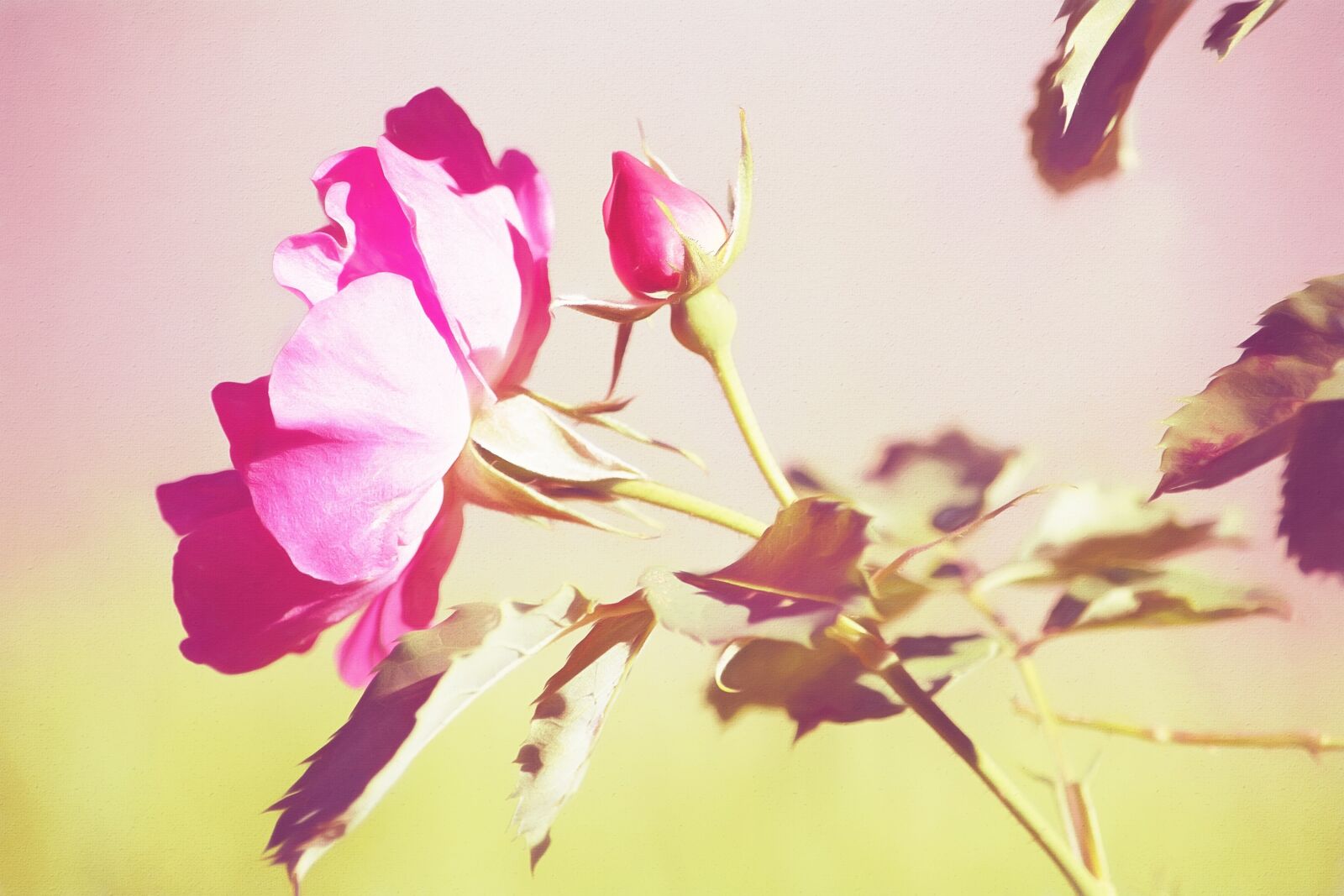 Nikon D7100 sample photo. Image, painting, paint photography