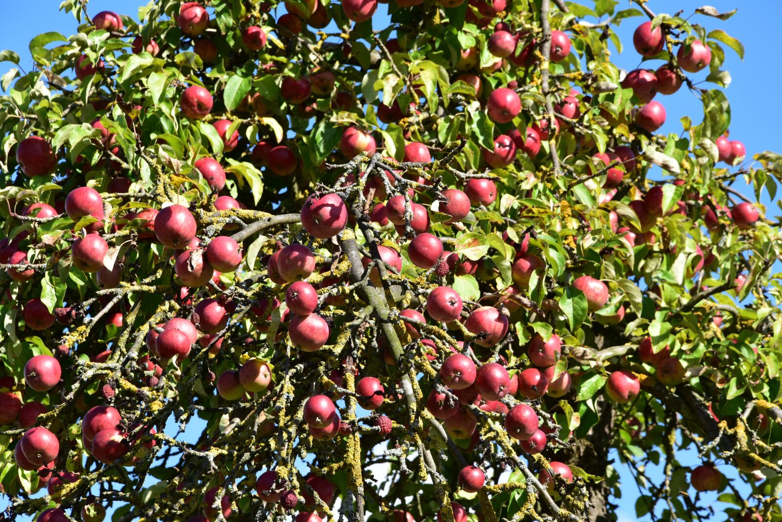 Nikon D5500 sample photo. Apple, autumn, sun photography