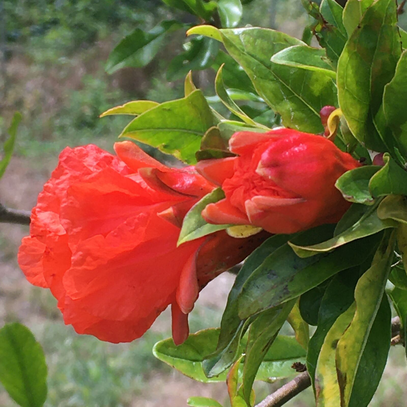 Apple iPhone SE (1st generation) sample photo. Pomegranate, red, nature photography