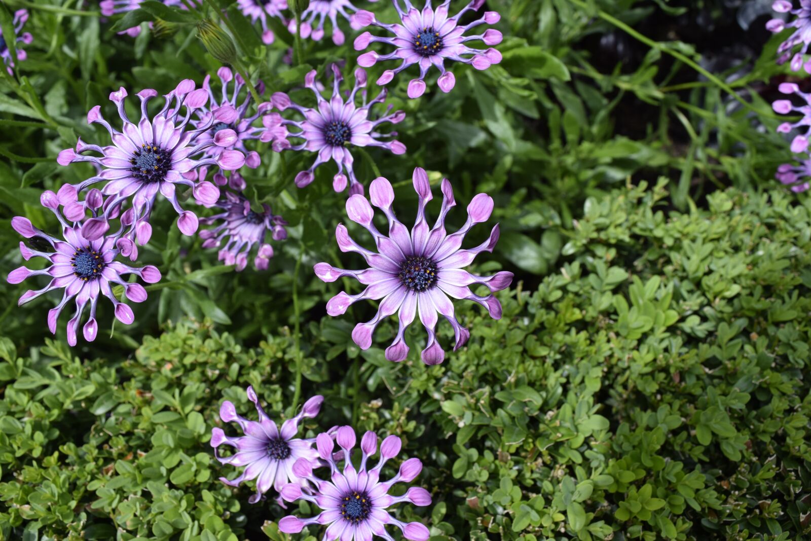 Nikon D5300 sample photo. Flowers, purple, summer photography