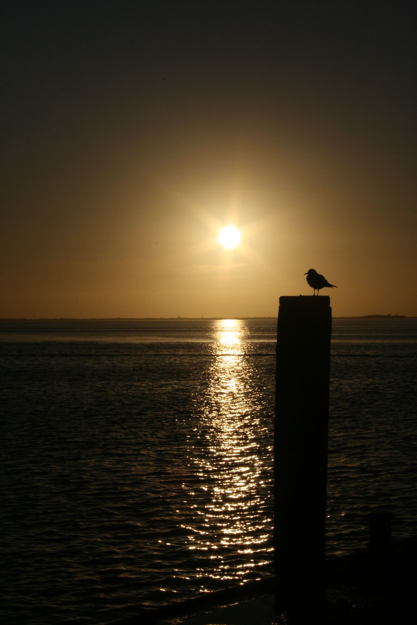 Canon EOS 400D (EOS Digital Rebel XTi / EOS Kiss Digital X) sample photo. Sunset, seagull, silhouette photography
