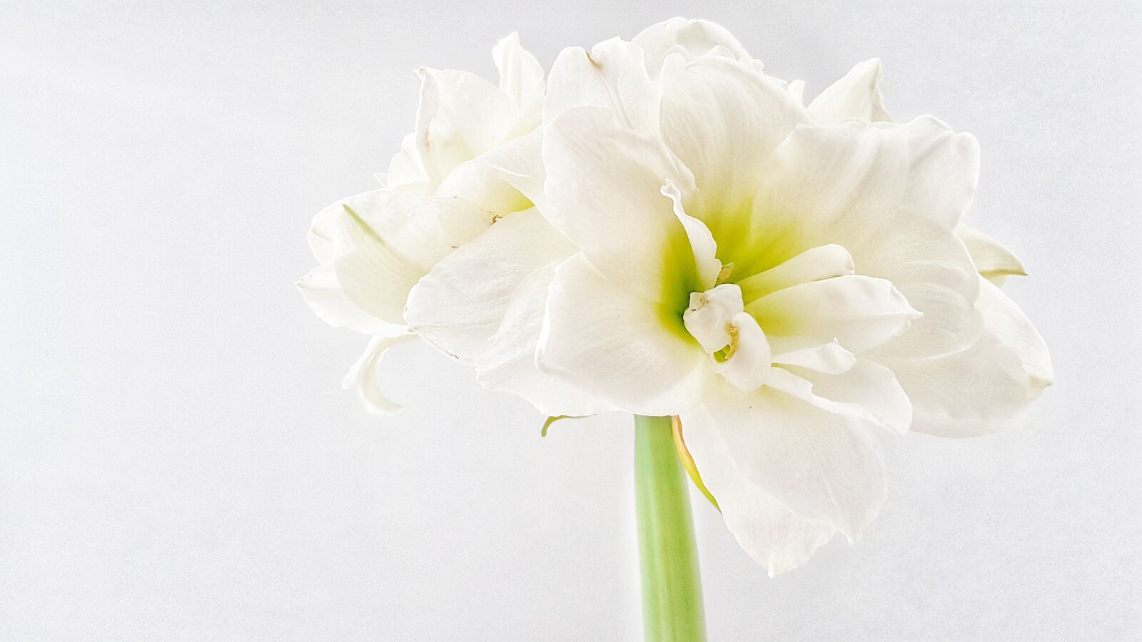Samsung Galaxy S8+ sample photo. Hippeastrum, flower, white photography