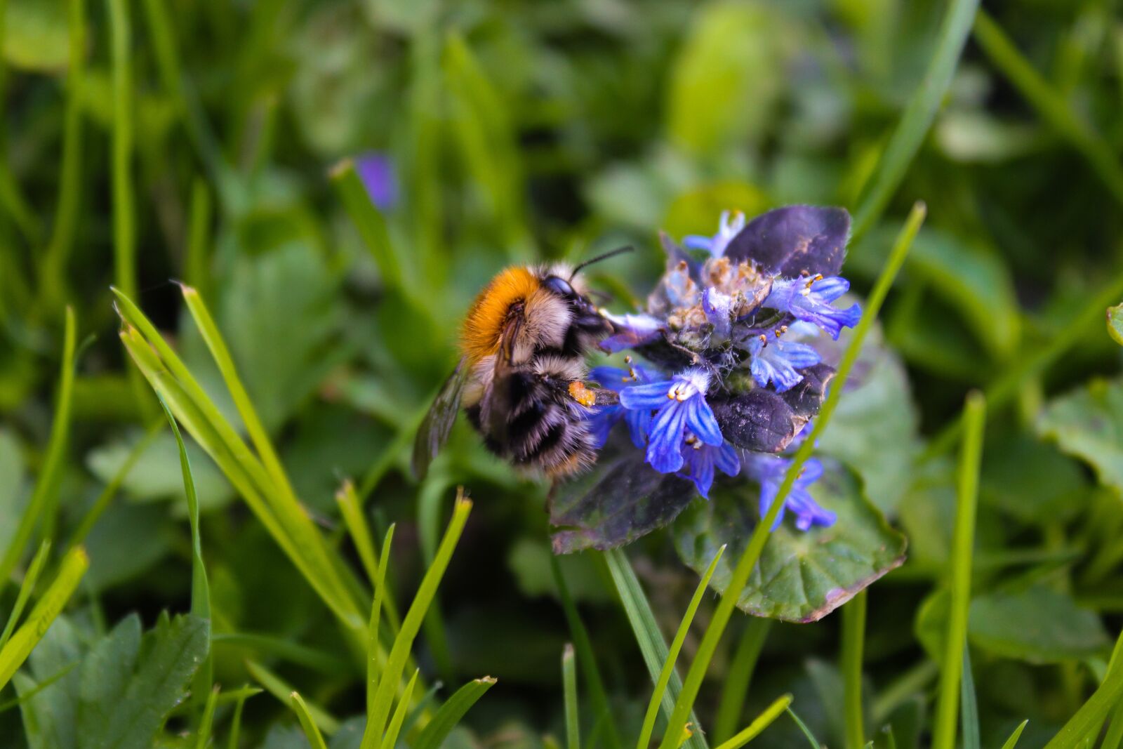 Canon EOS 600D (Rebel EOS T3i / EOS Kiss X5) sample photo. Hummel, bee, nature photography