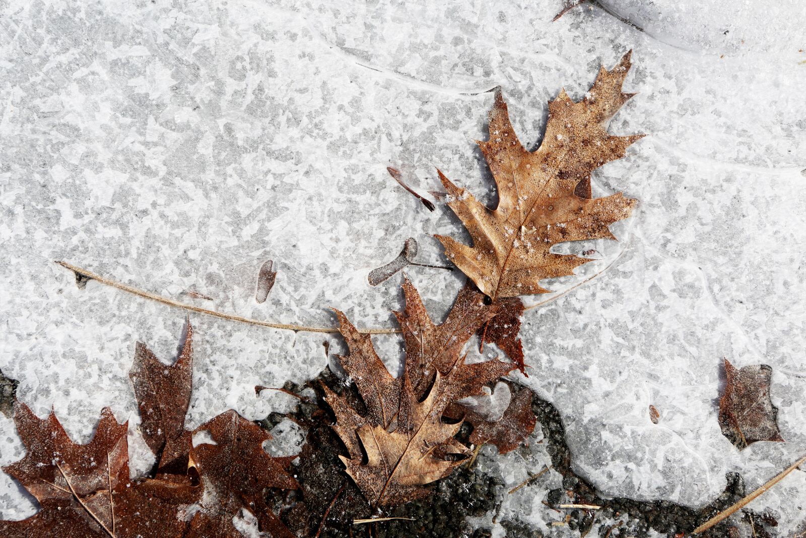 Canon EF 24-70mm F2.8L USM sample photo. Ice, snow, ground photography