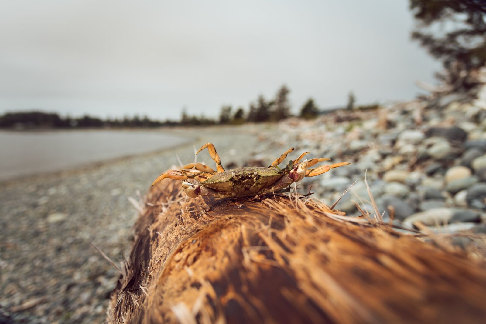 Nikon D750 sample photo. Log, crab, beach photography