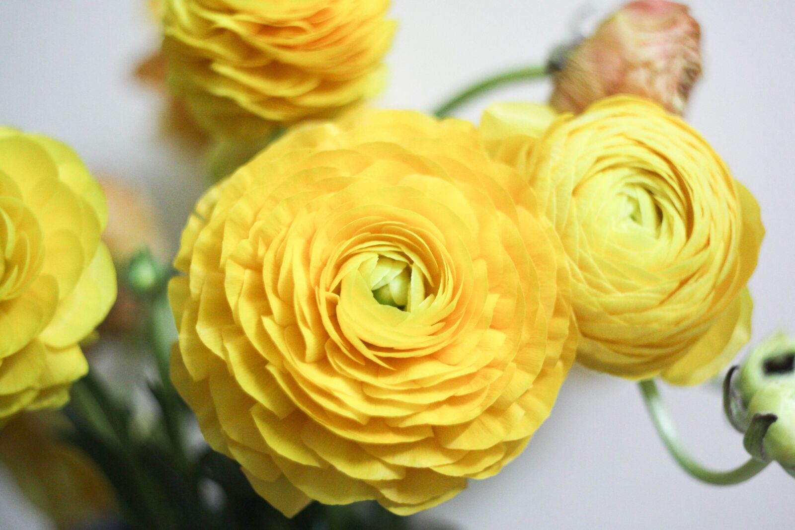 Canon EOS 50D sample photo. Rananculus, flowers, plant photography