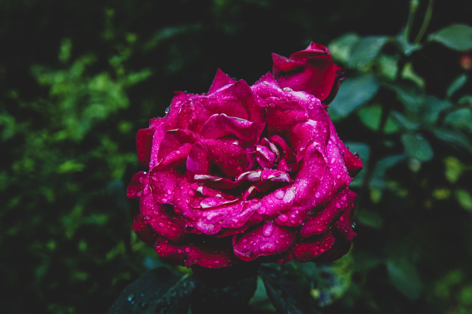 Sony Alpha NEX-3 sample photo. Roses, pink, flowers photography