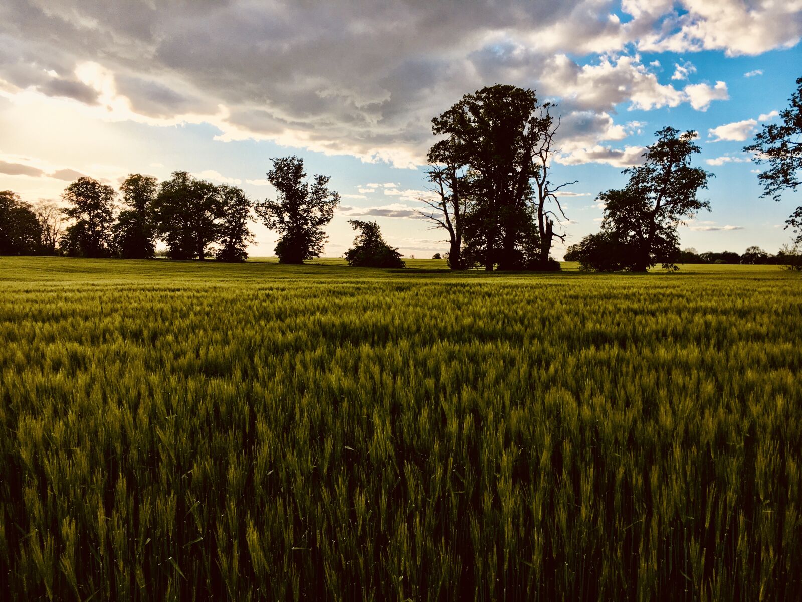 Apple iPhone 6s sample photo. Wheat field, arable, field photography