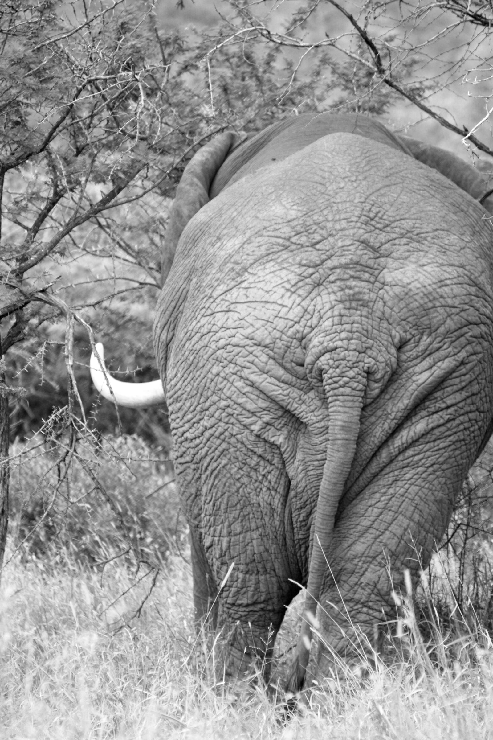 Canon EOS 600D (Rebel EOS T3i / EOS Kiss X5) sample photo. Elephant, africa, south africa photography