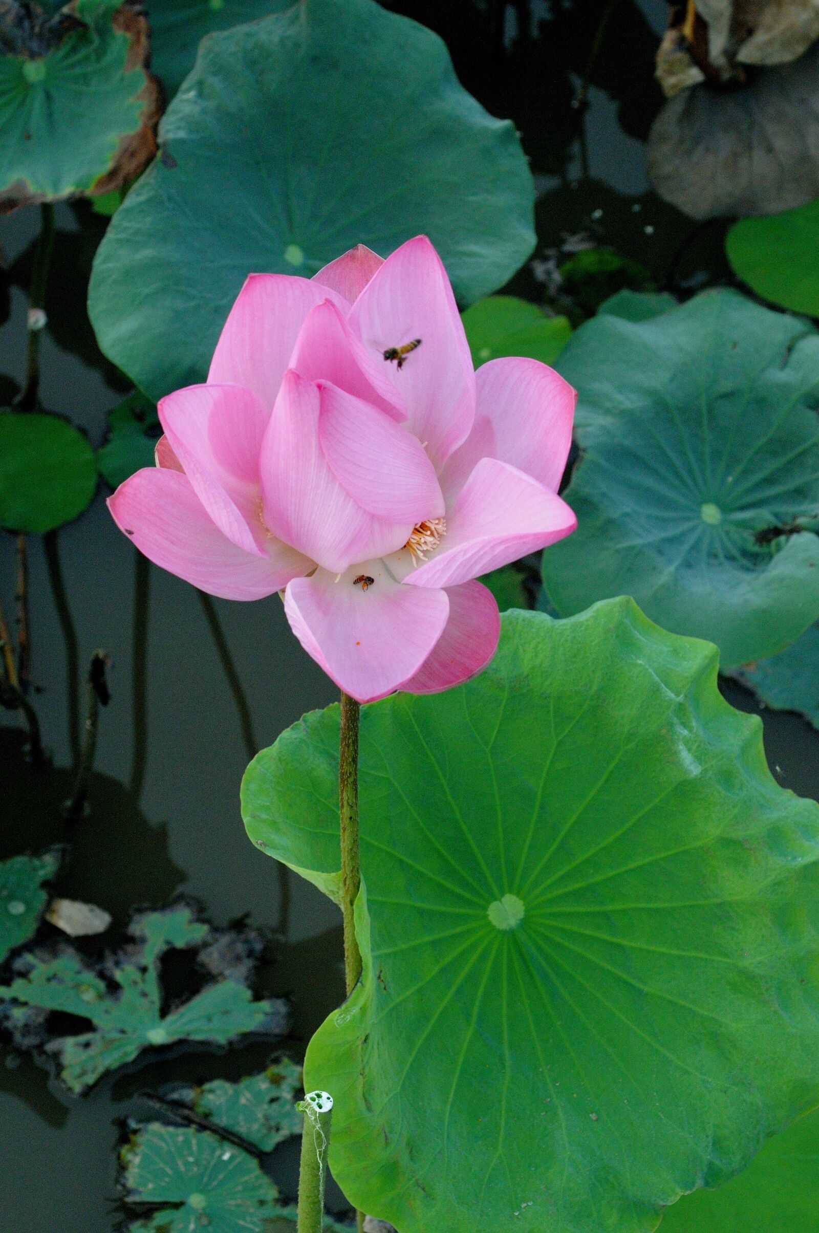 Nikon D300S sample photo. Lotus, flower, green photography