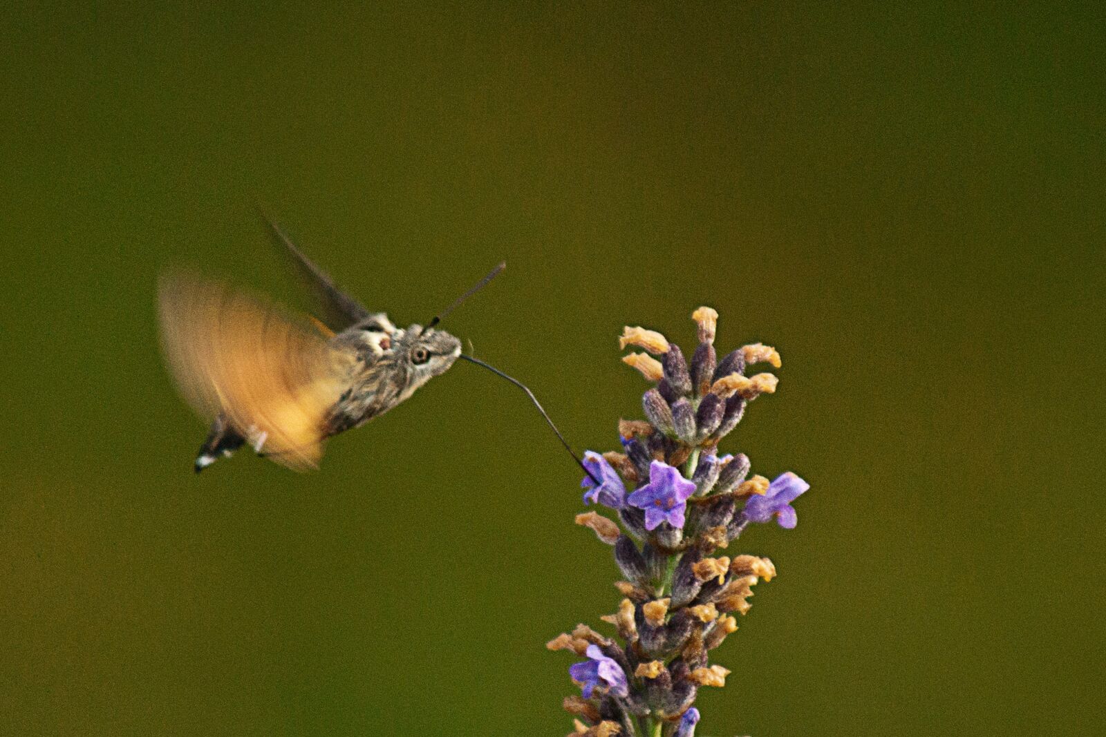 Sony Alpha DSLR-A350 sample photo. Sphinx hummingbird, insect, butterfly photography