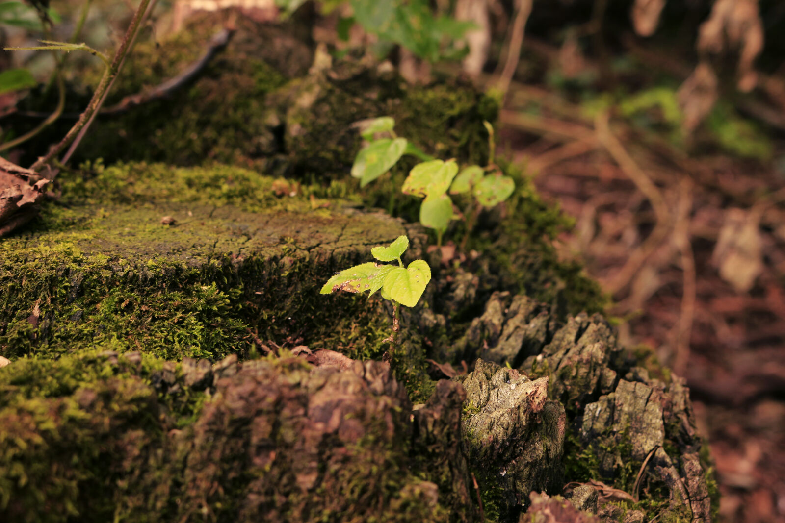 Canon EOS 100D (EOS Rebel SL1 / EOS Kiss X7) sample photo. Close, up, of, fresh photography