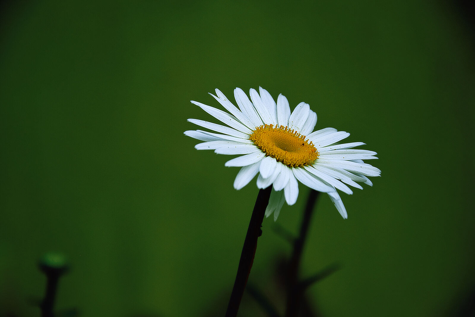 Nikon D3300 sample photo. Yellow, and, white, daisy photography