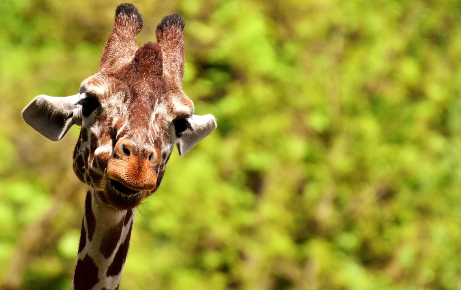 Nikon D7200 sample photo. Giraffe, wild animal, stains photography