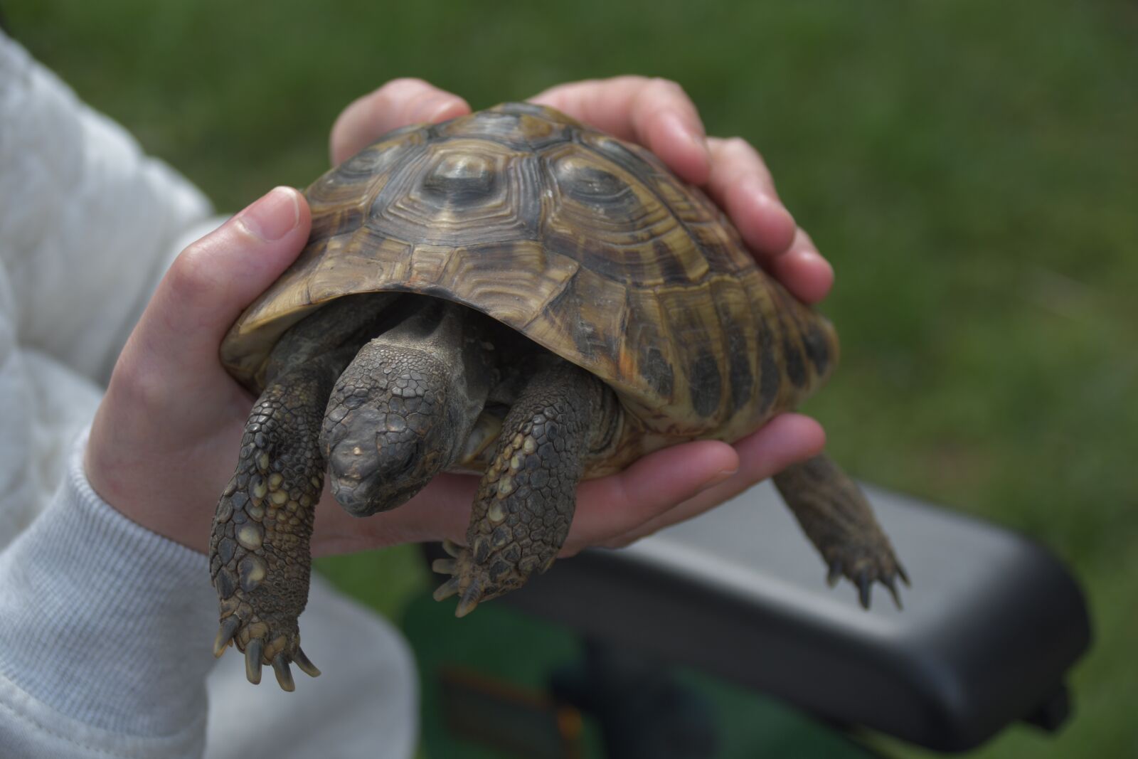 Nikon D7500 sample photo. Turtle, animals, tortoise photography