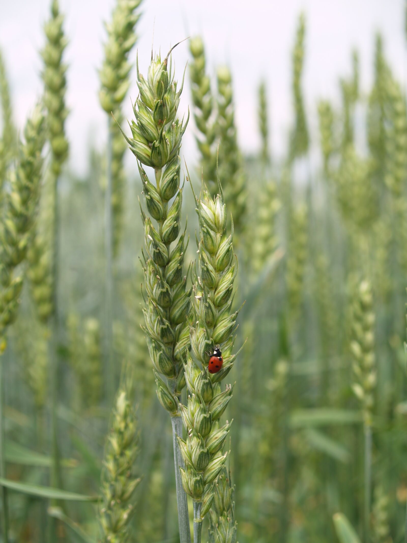 Olympus E-500 (EVOLT E-500) sample photo. Ladybug, corn, agriculture photography