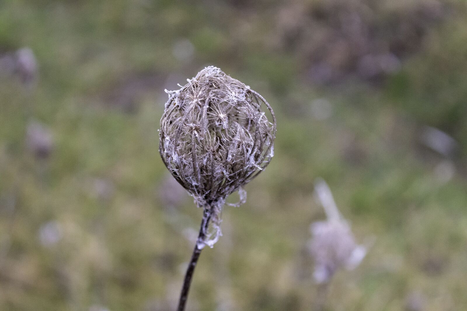 Canon EOS 1300D (EOS Rebel T6 / EOS Kiss X80) sample photo. Wildflower, dry, cold photography