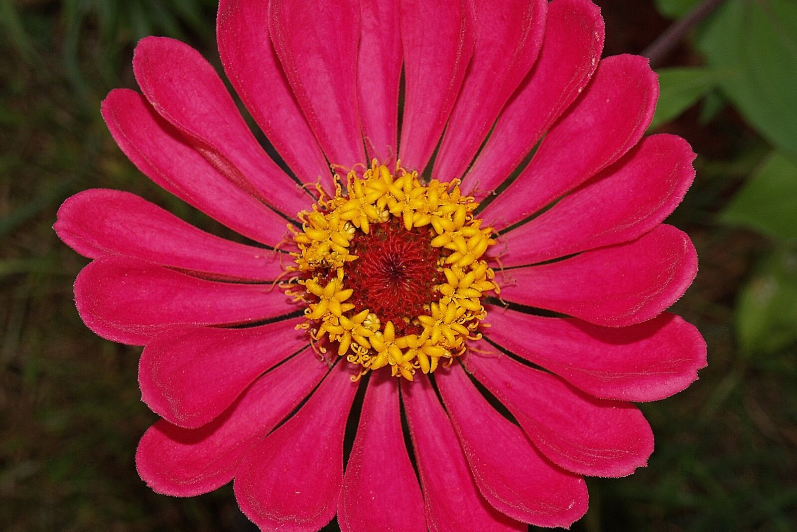 Olympus E-500 (EVOLT E-500) sample photo. Flower, zinnia, red photography