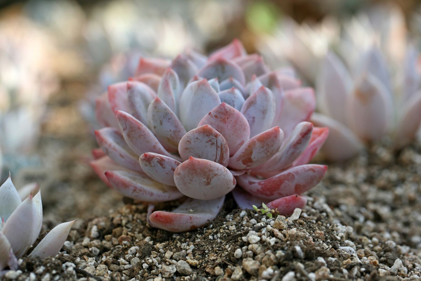 Canon EOS 5D sample photo. A fleshy plant, fleshy photography