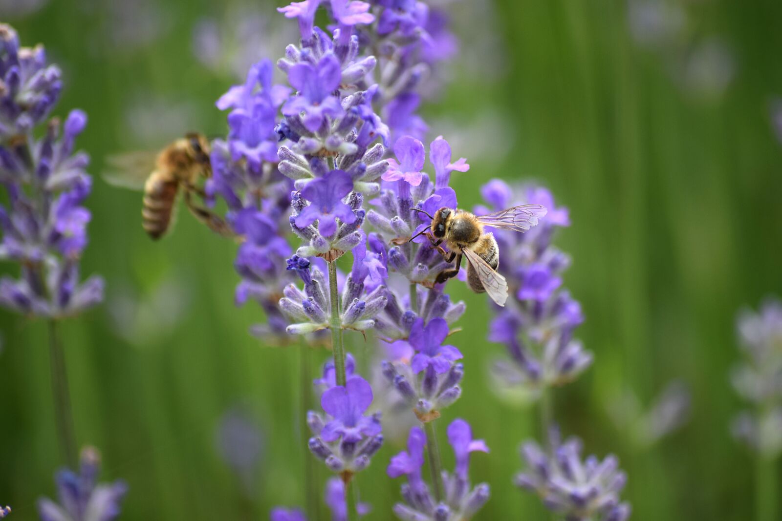 Nikon D5300 sample photo. Bee, carnica, lavender photography