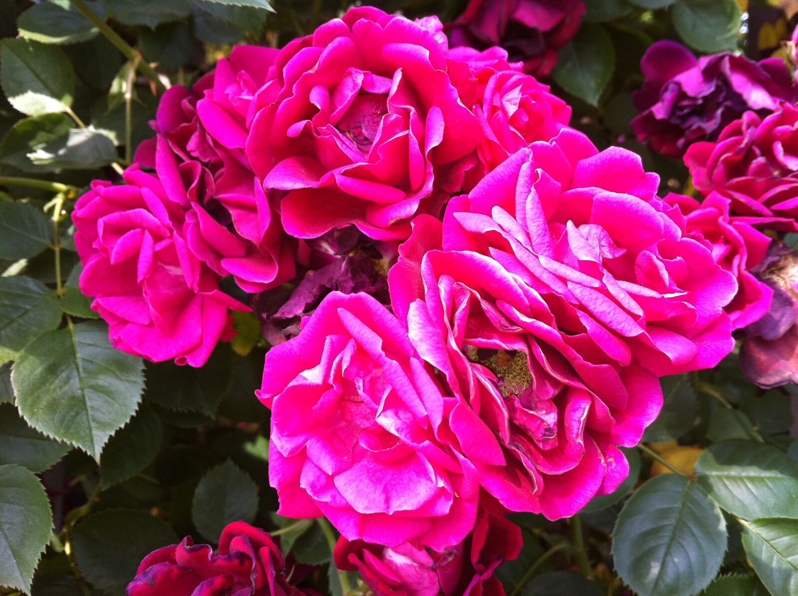 Apple iPhone 4 sample photo. Flower photography