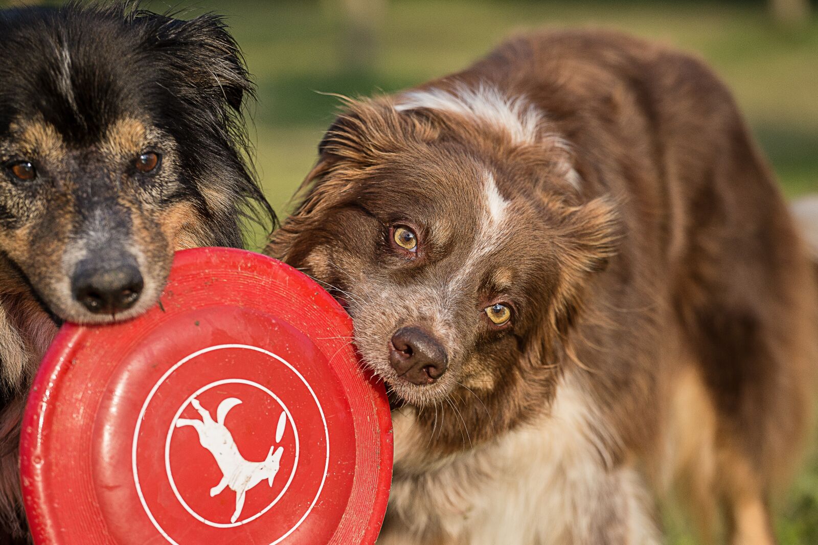 Canon EOS 6D + Canon EF 70-200mm F4L USM sample photo. Dog, mammal, pet photography