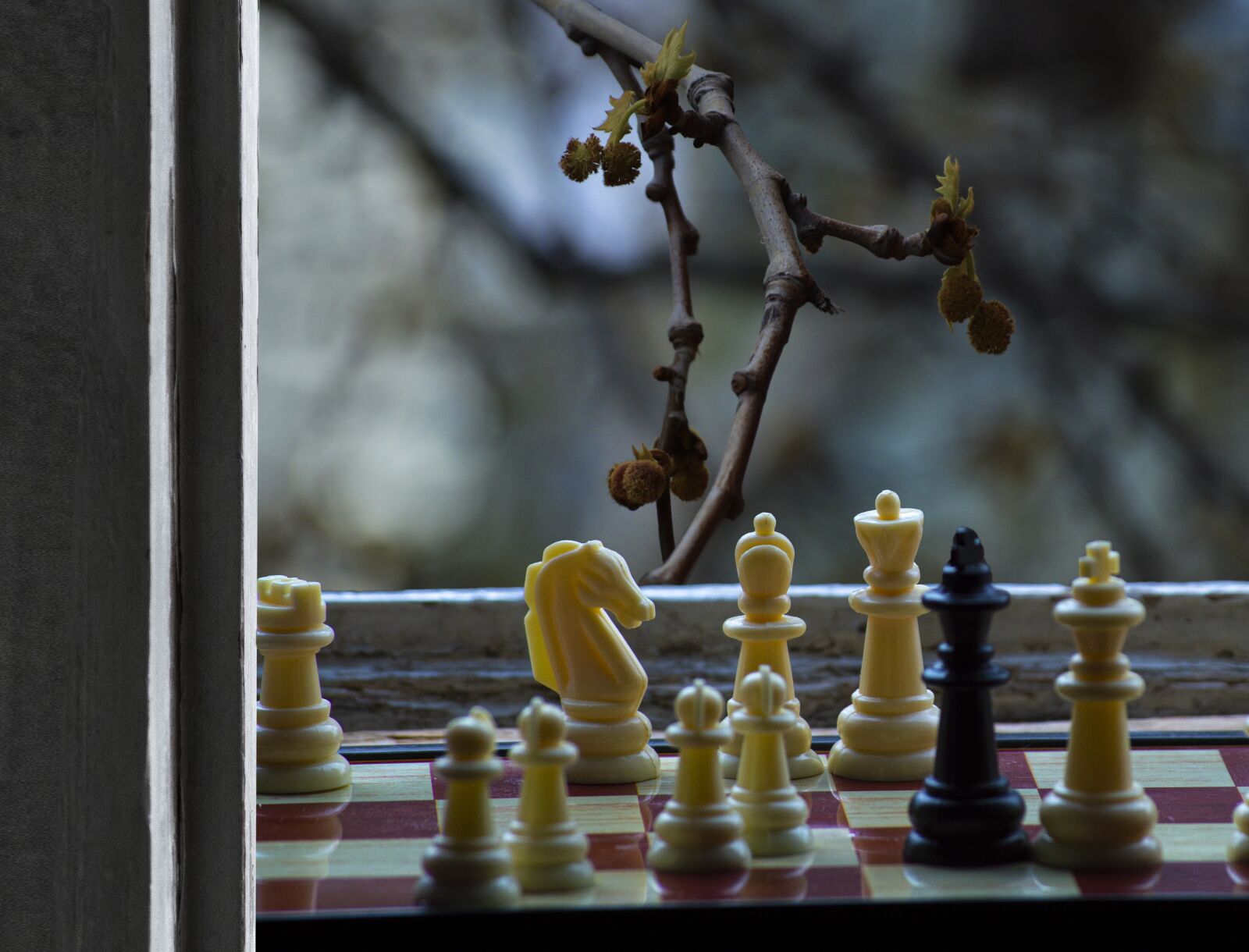 Nikon D3200 sample photo. Chess, tree, window photography