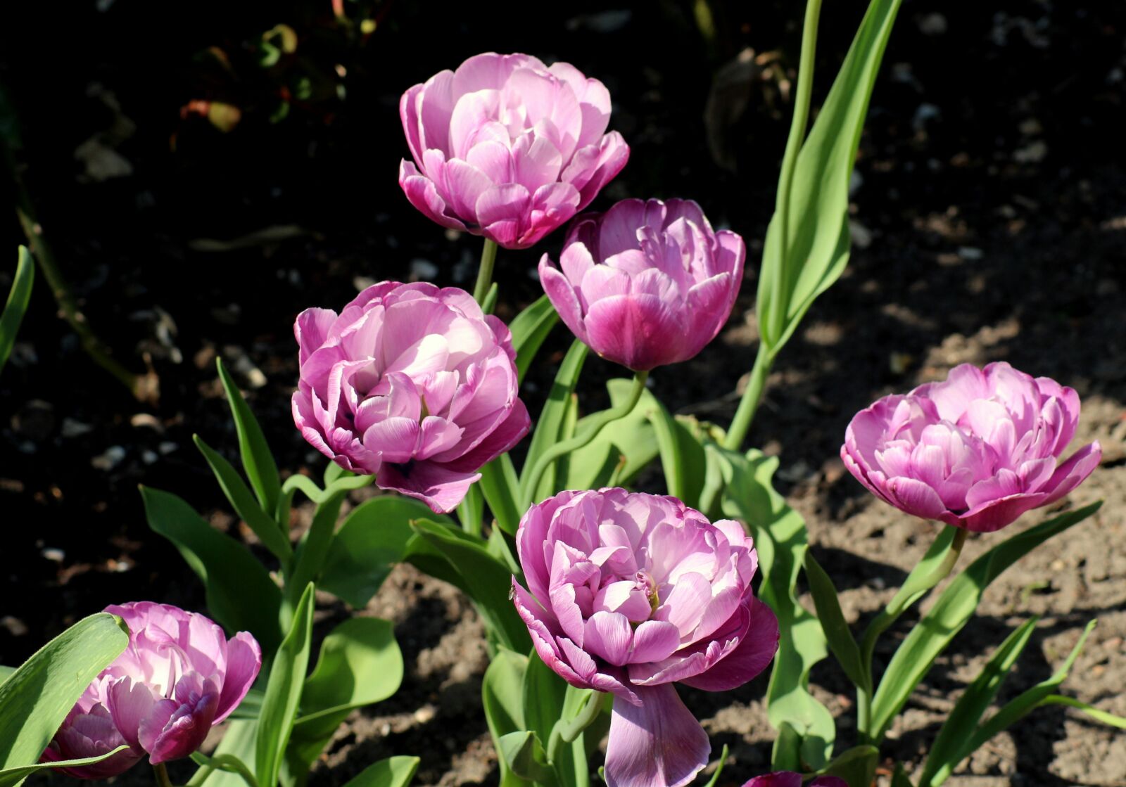 Canon EOS 1200D (EOS Rebel T5 / EOS Kiss X70 / EOS Hi) sample photo. Tulips, spring flowers, violet photography