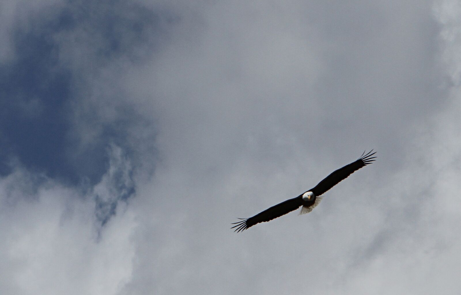 Canon EOS 7D sample photo. Bald eagle, flying, sky photography