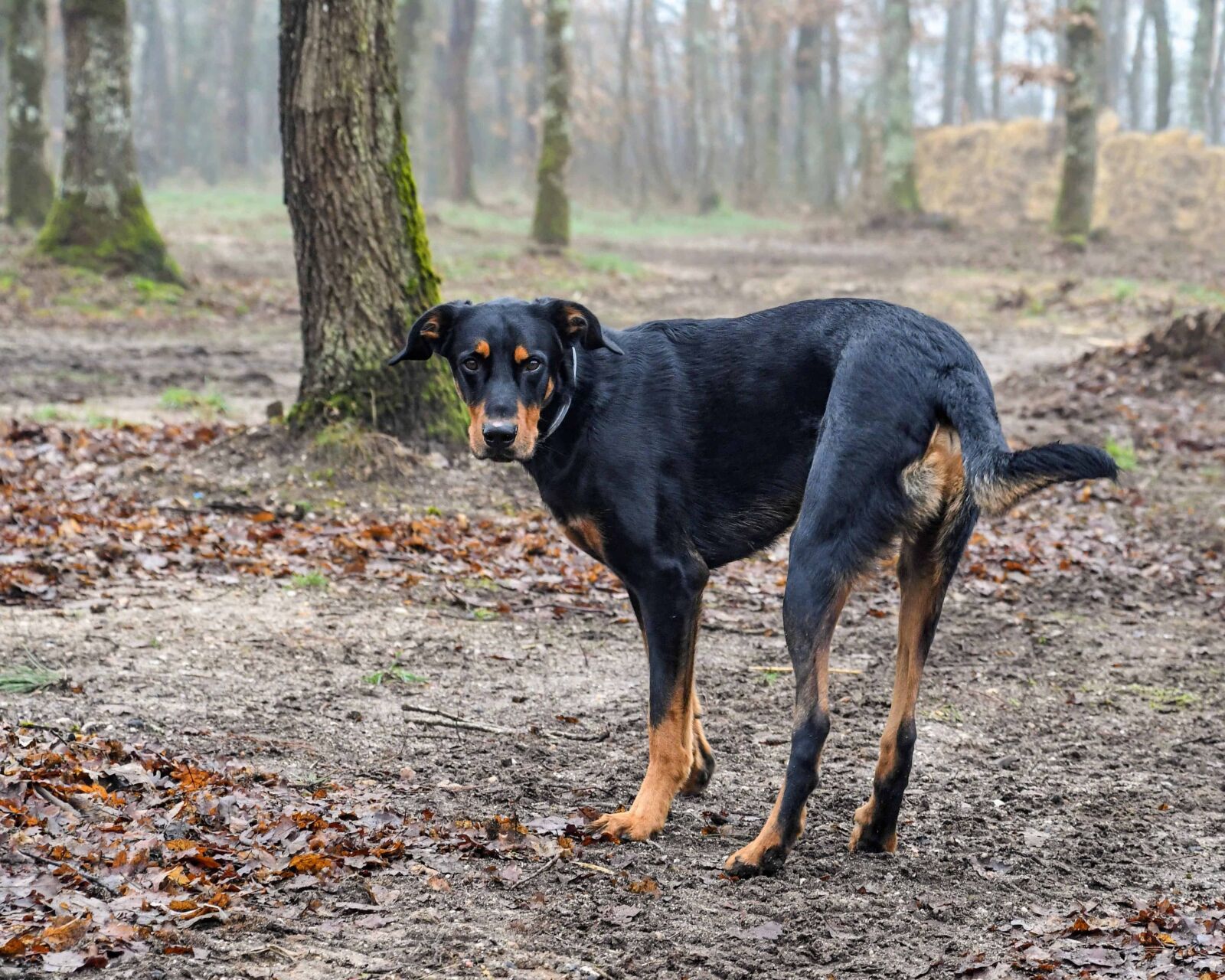 Nikon D500 sample photo. Canine, forest, nature, landscape photography
