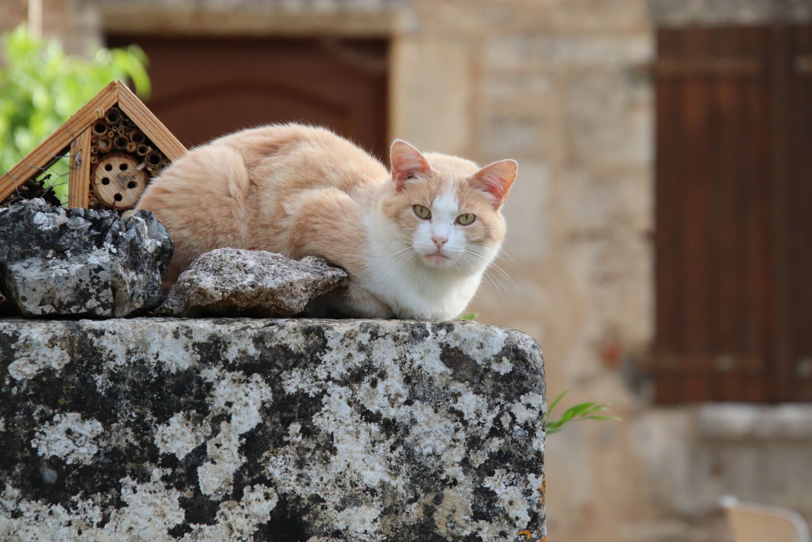 Canon EOS 800D (EOS Rebel T7i / EOS Kiss X9i) sample photo. Cat, felines, beauty photography