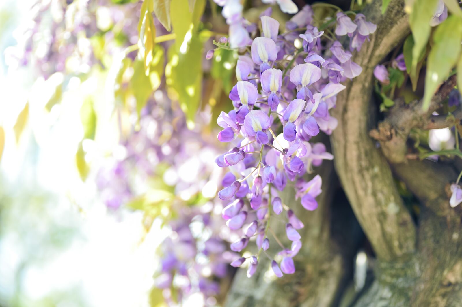 Nikon Df sample photo. Natural, flowers, wisteria photography