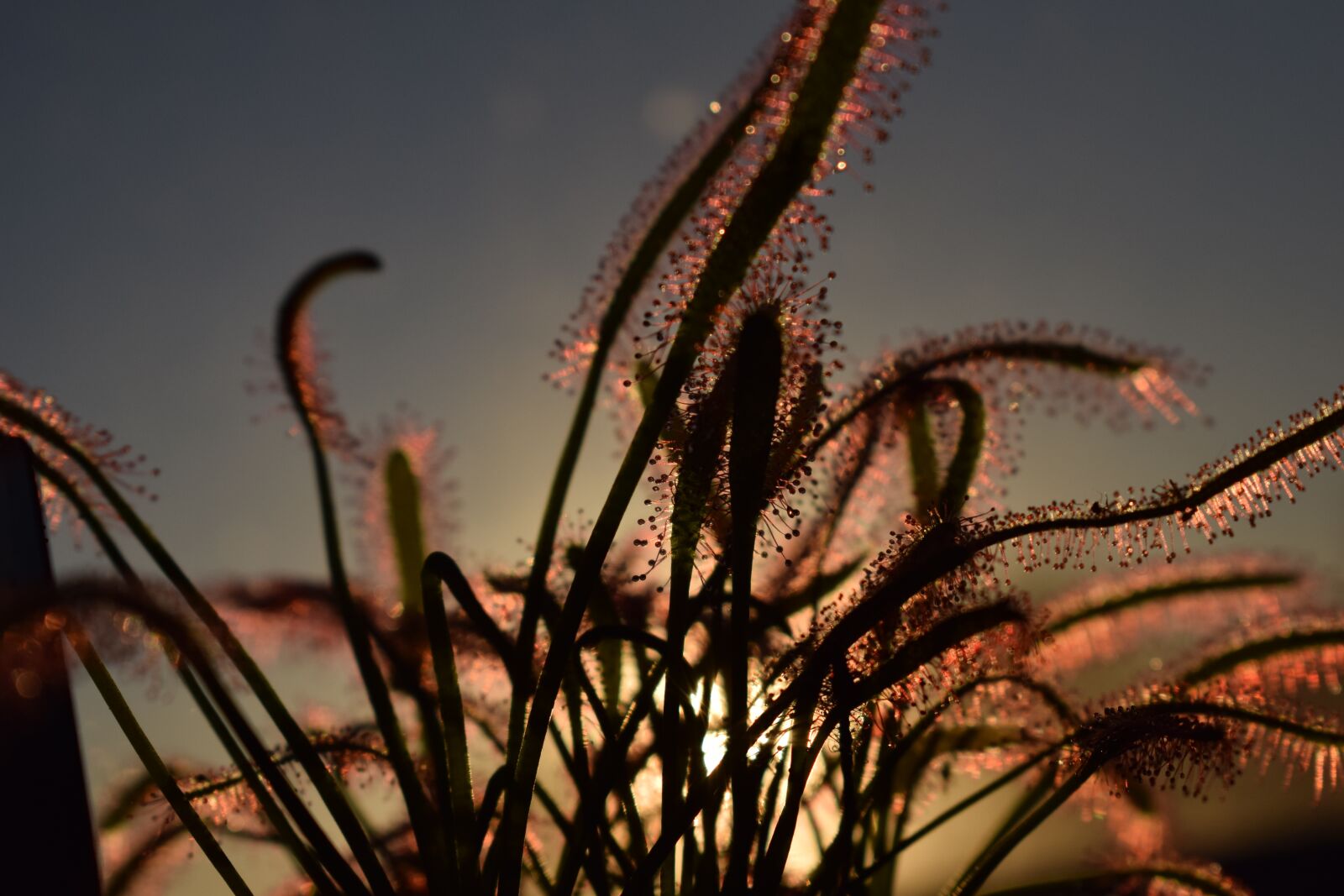 Nikon D3300 sample photo. Drosera capensis, carnivore plants photography