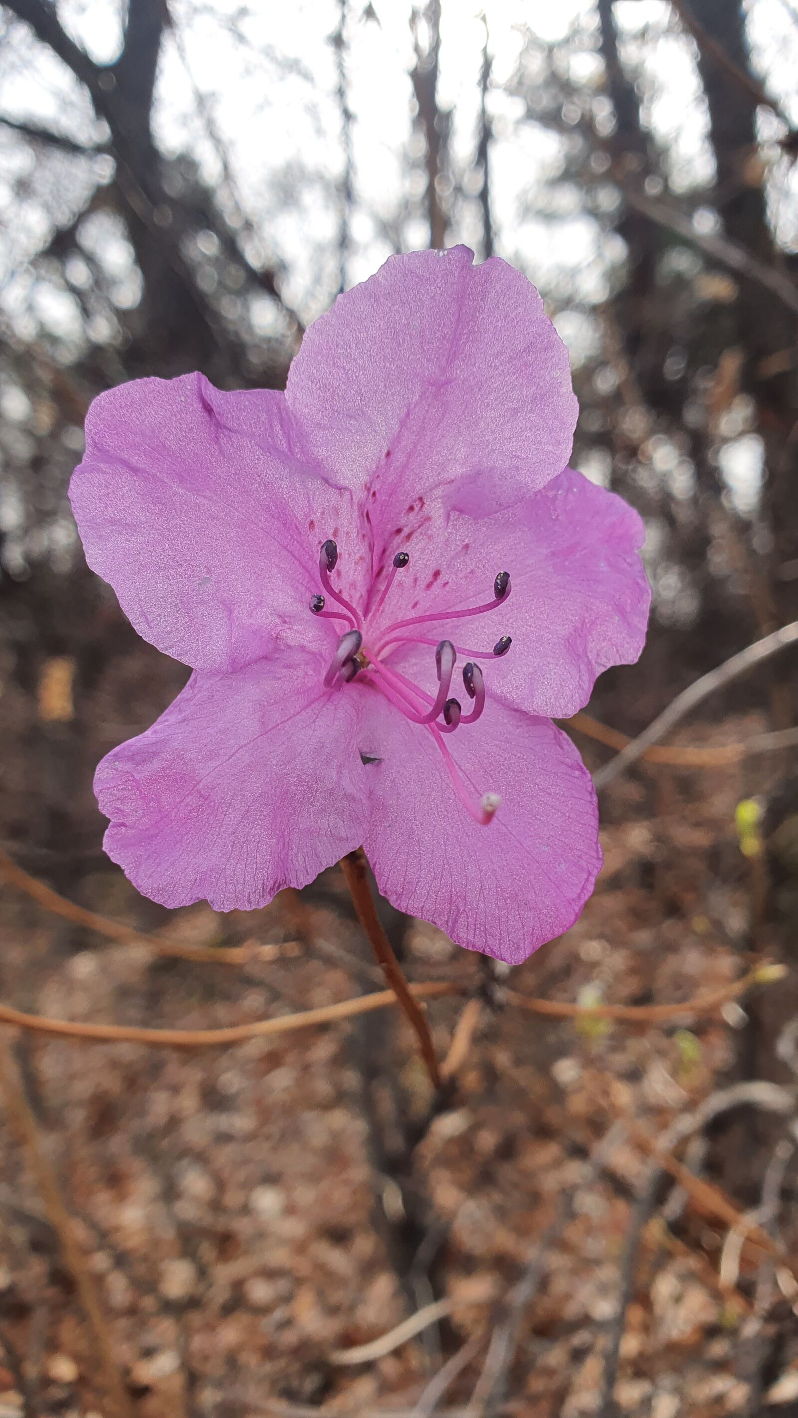 Samsung Galaxy S10+ sample photo. Azalea, pink, flowers photography