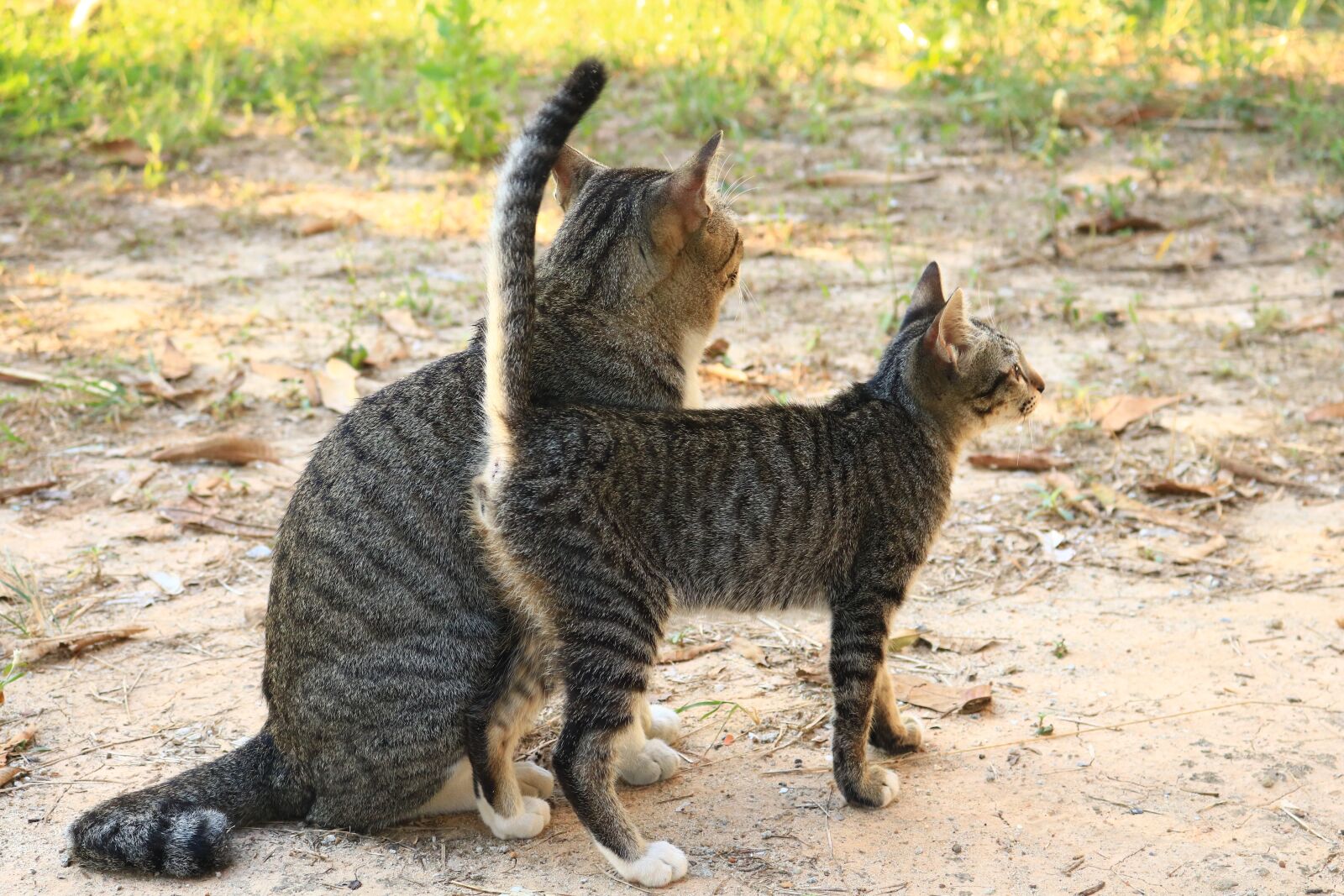 Canon EOS 750D (EOS Rebel T6i / EOS Kiss X8i) sample photo. Cat, eyes, face photography
