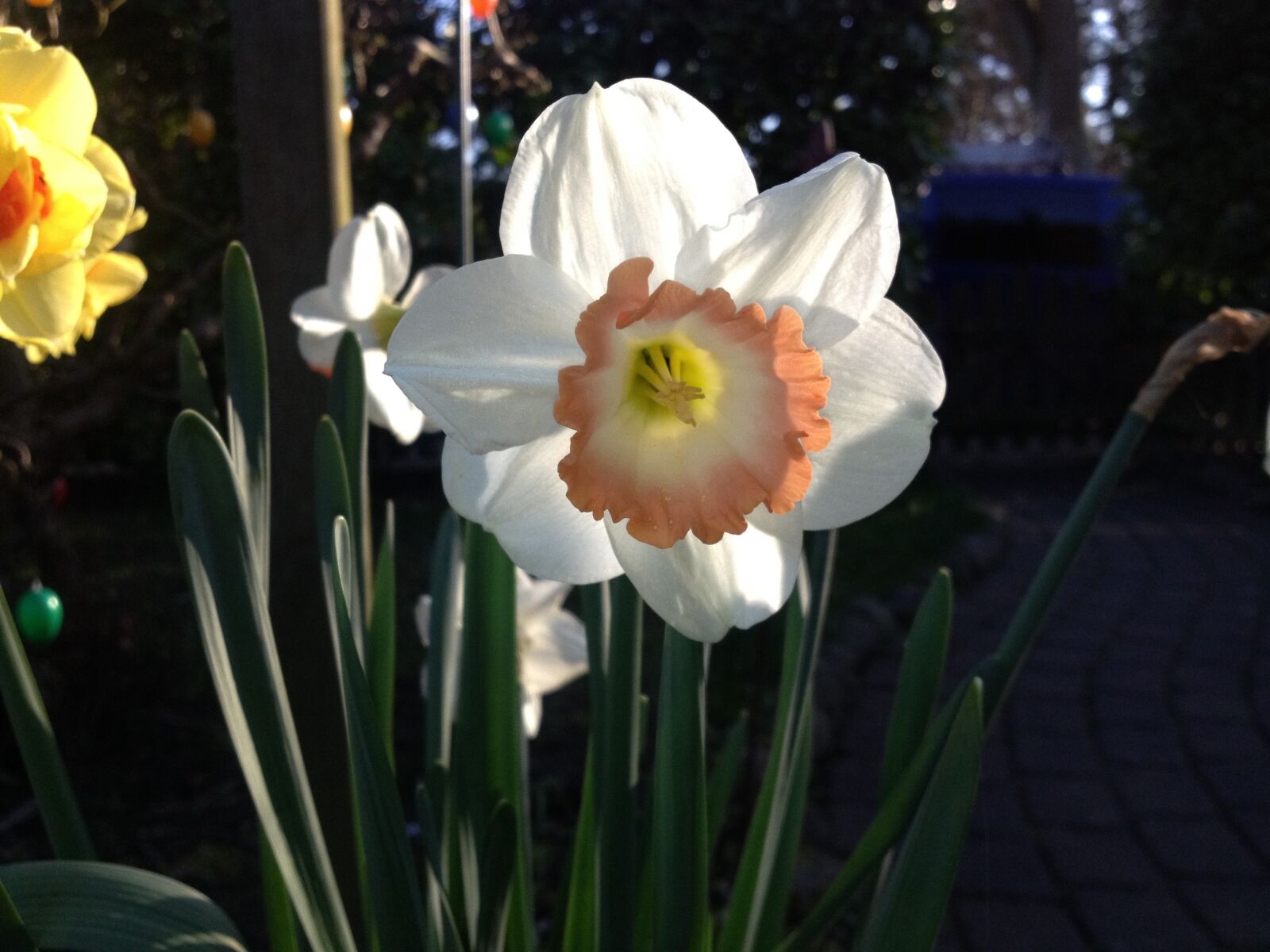 iPhone 4S back camera 4.28mm f/2.4 sample photo. Flower, narcissus, daffodil photography
