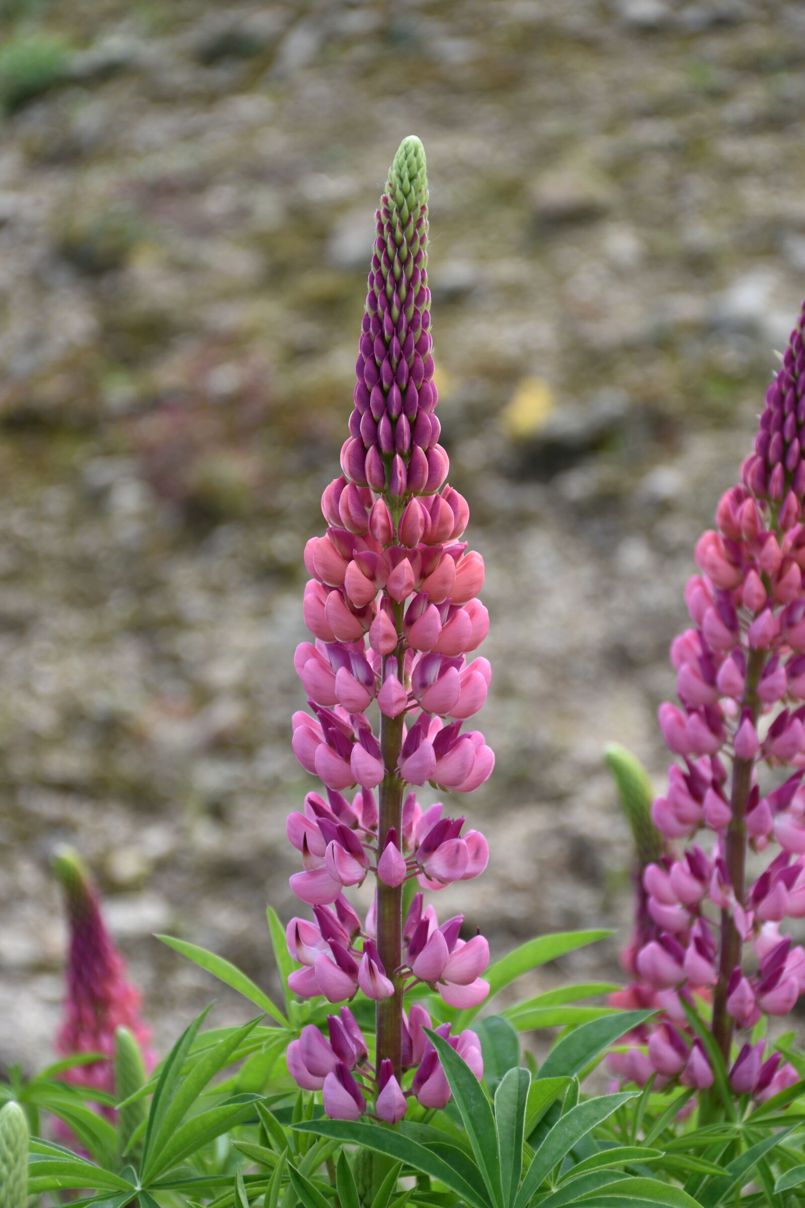 Nikon D5500 sample photo. Flower, pink, plant photography