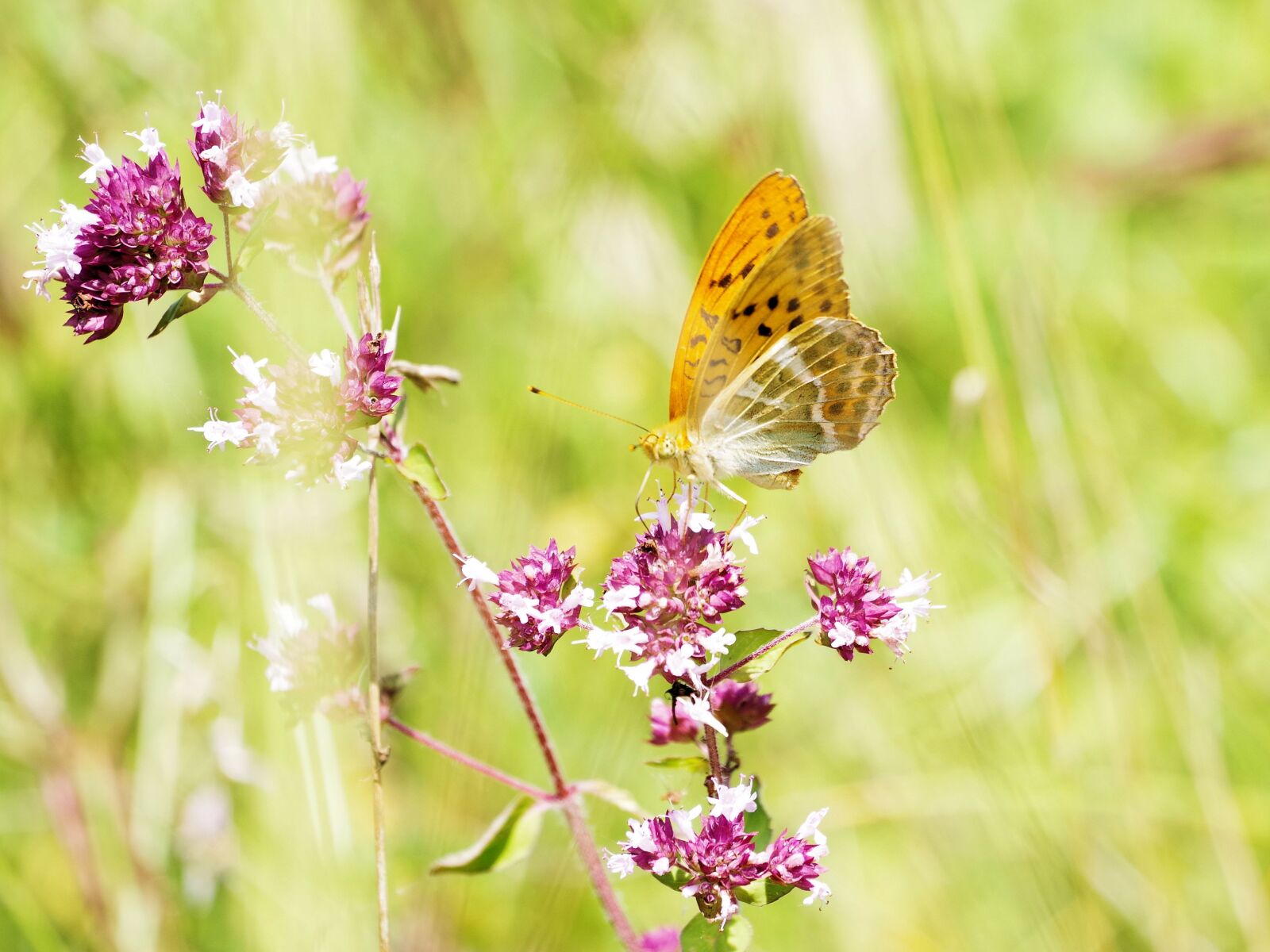 Pentax K-70 sample photo. Mother of pearl butterfly photography
