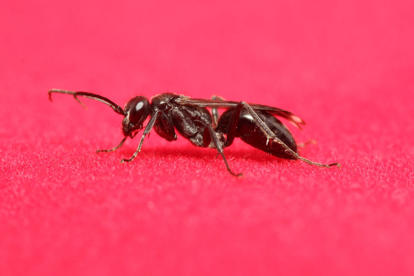Canon EOS 60D sample photo. Insect, animal, close up photography