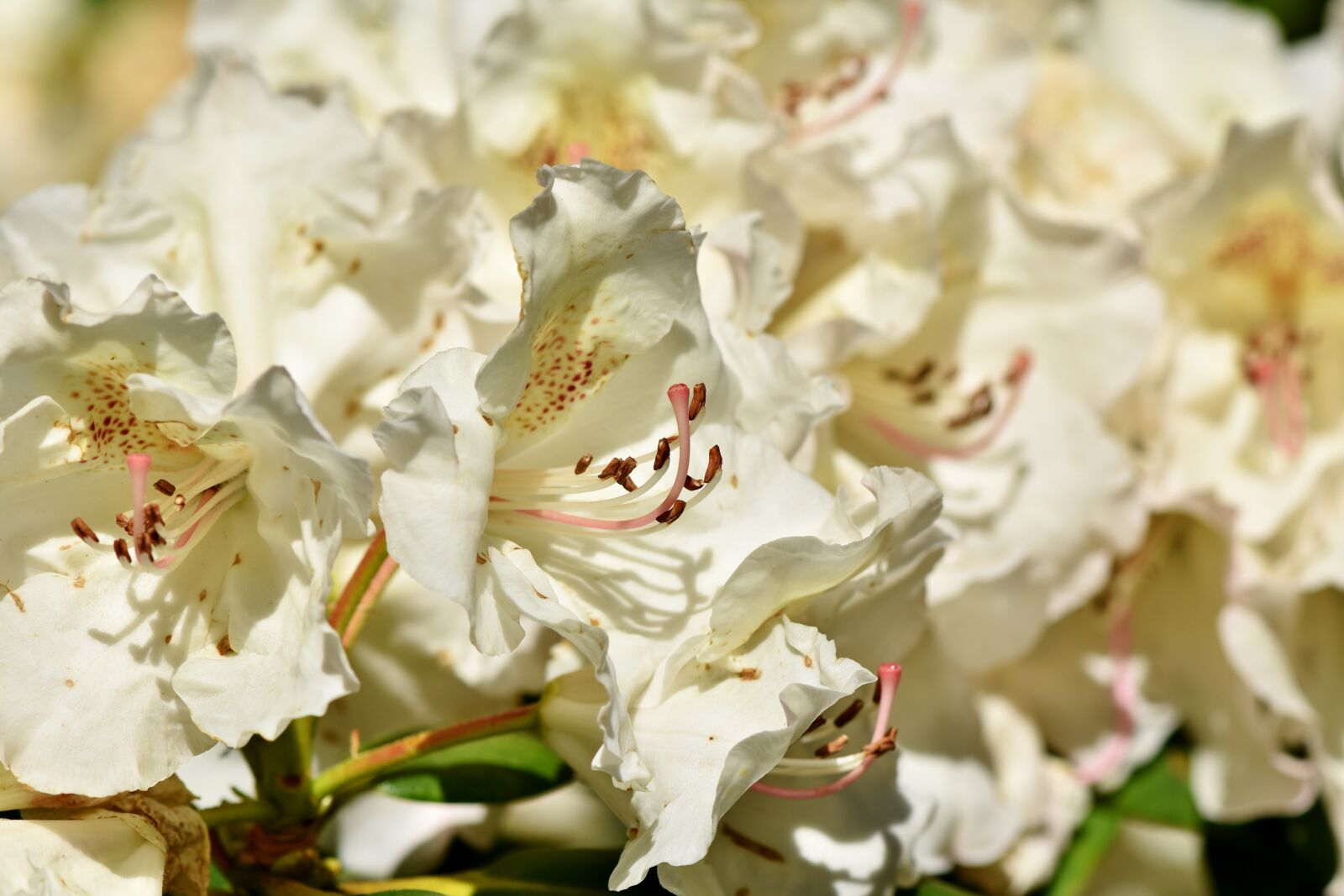 Nikon D7200 sample photo. Rhododendron, rhododendron buds, rhododendron photography