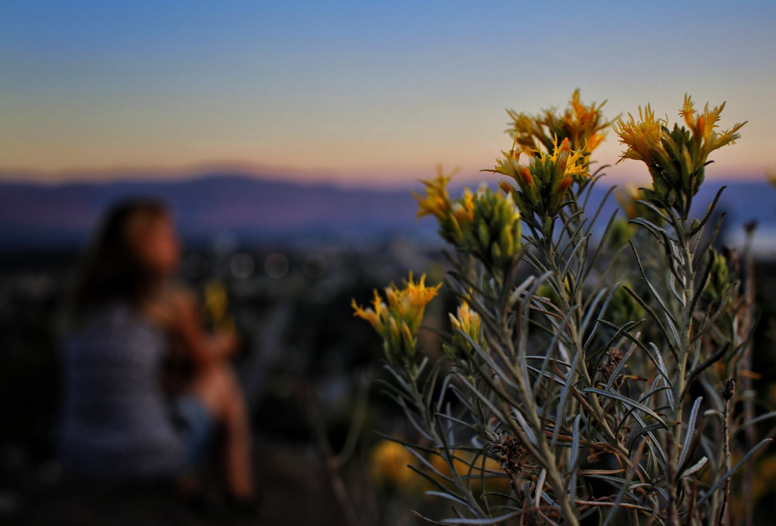 Canon EF-S 24mm F2.8 STM sample photo. Flower, yellow, nature photography