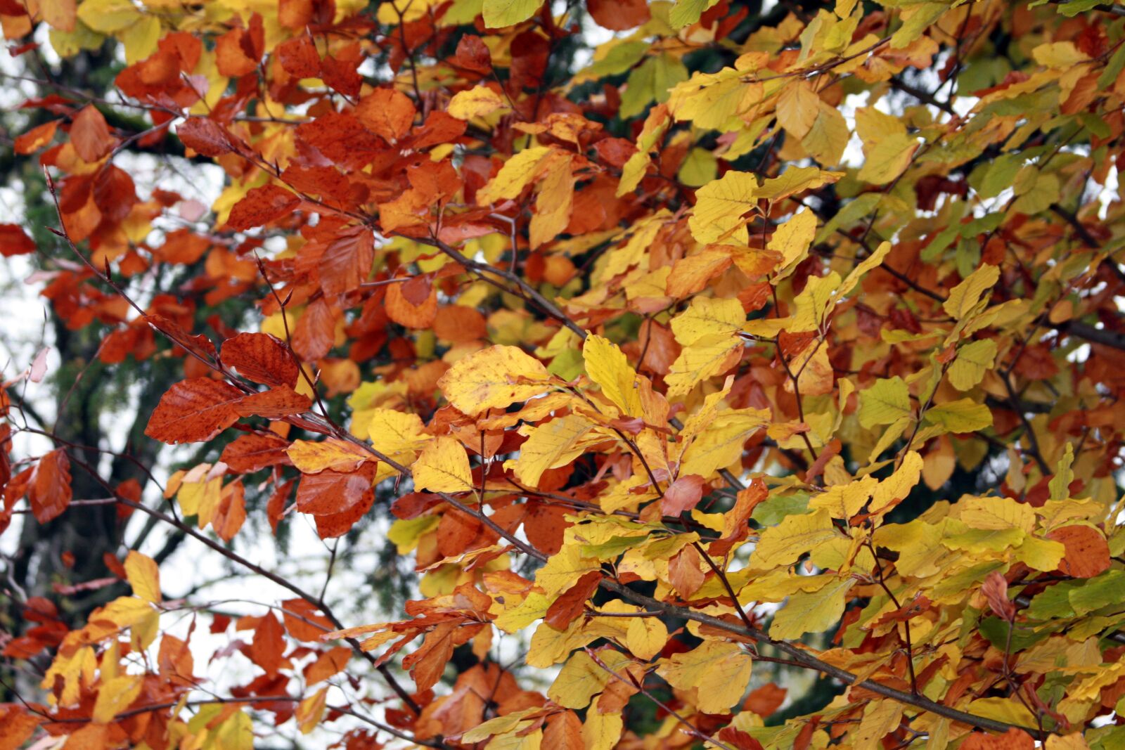 Canon EOS 450D (EOS Rebel XSi / EOS Kiss X2) sample photo. Tree, leaves, autumn photography