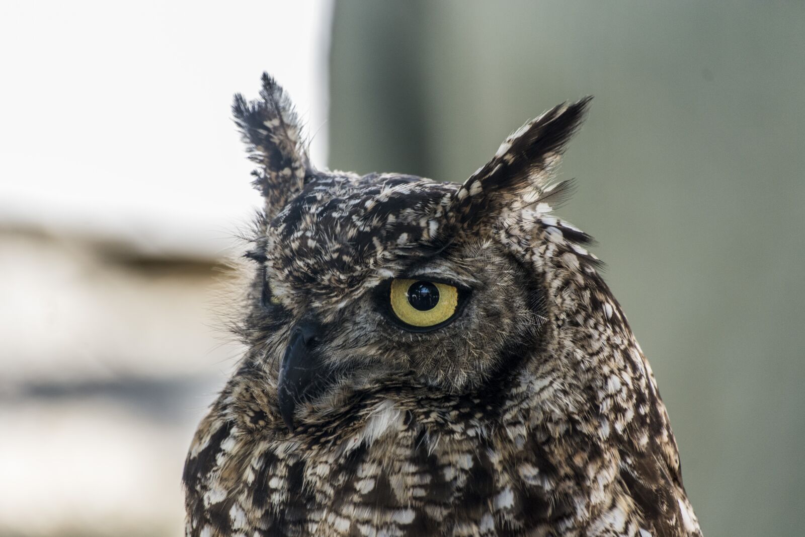 Nikon D7100 sample photo. Night bird, uhu, owl photography
