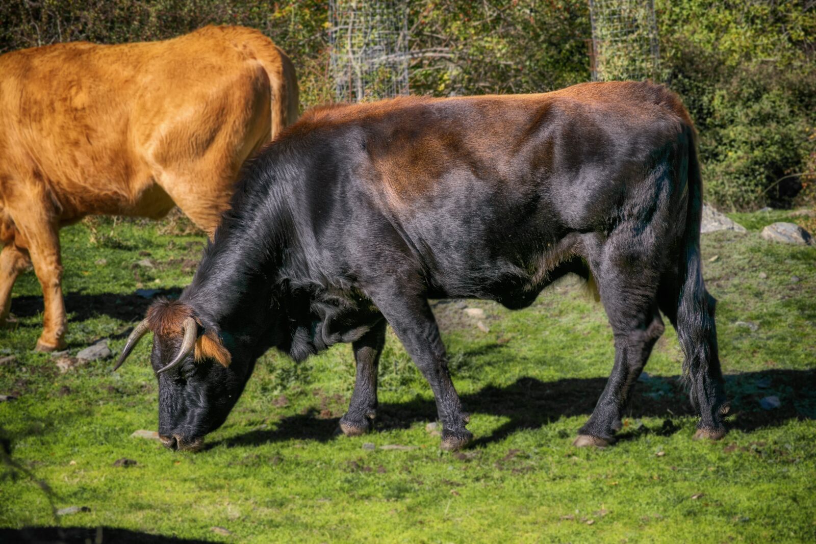 Nikon D3300 sample photo. Toro, cow, livestock photography